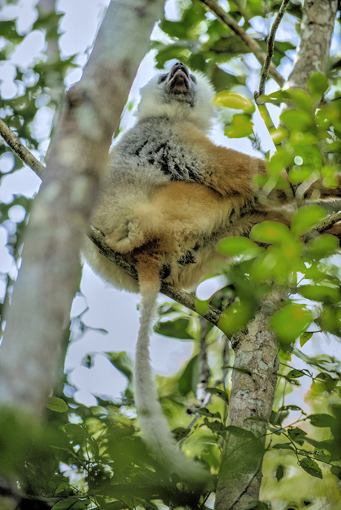lemur